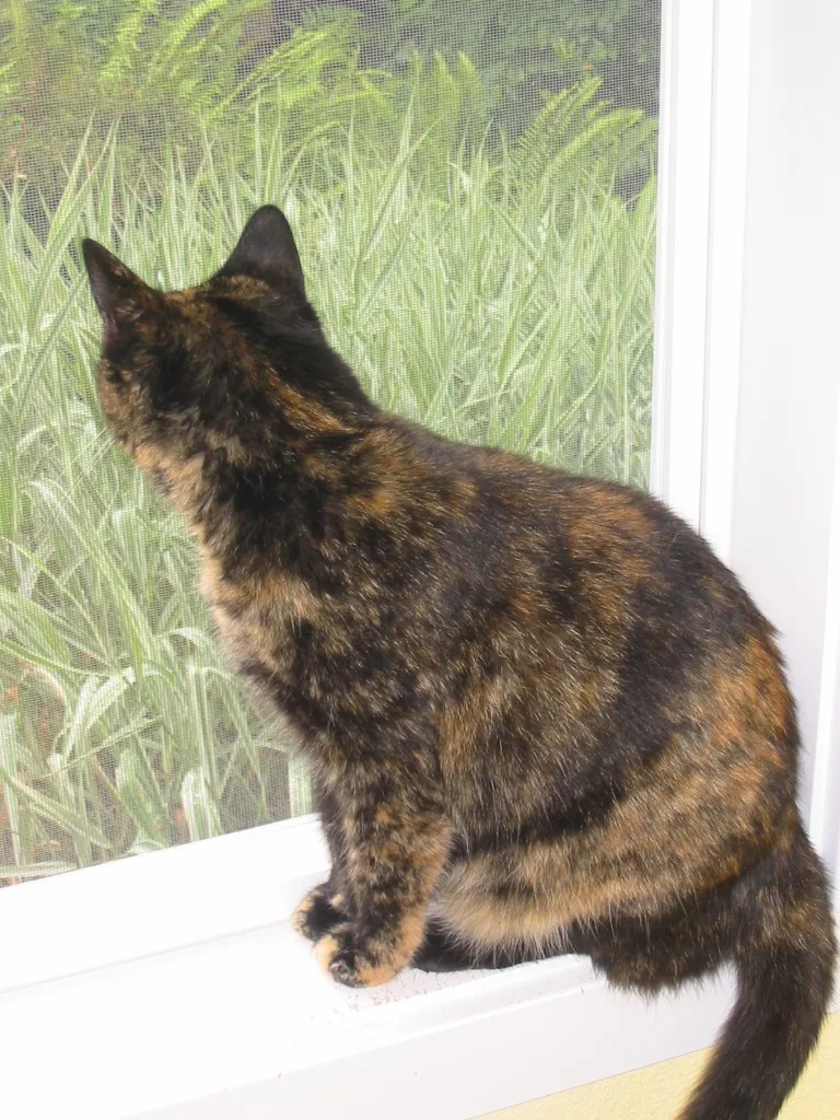 Wheatie cat